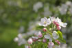 Apfelblüte im Frühling